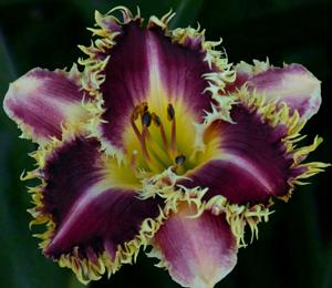 Frilly Frazzled